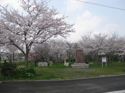 くにさき公園桜