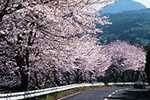 オレンジロード沿いの桜の画像