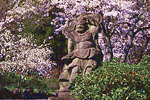岩戸寺の桜の画像