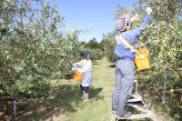 国東オリーブを栽培する農園にて、オリーブを収穫する様子