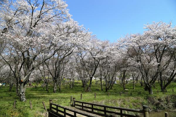 安岐ダムに咲く桜の画像