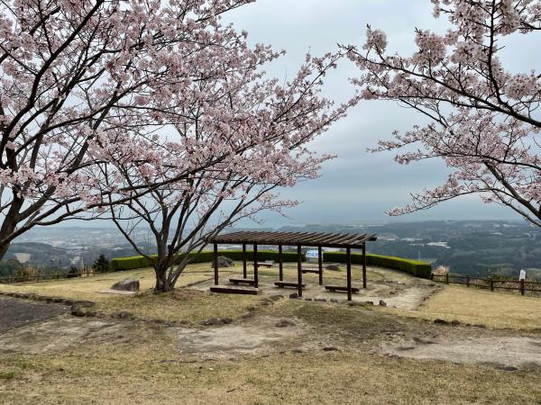 小城観音に咲く桜の画像