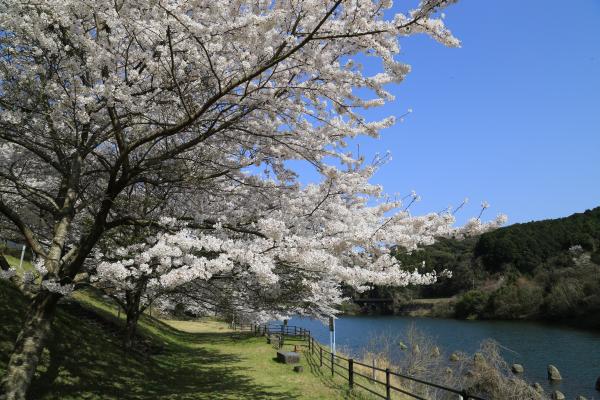 行入ダムの画像