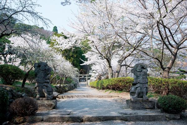 岩戸寺桜の画像