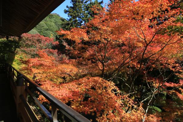 両子寺の紅葉の画像