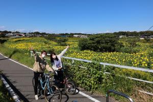 休耕田に咲くひまわり畑