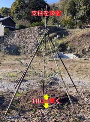 苗木の植え付け
