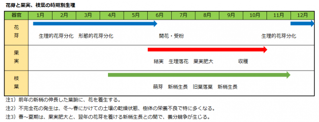 花芽と果実、枝葉の時期別生理