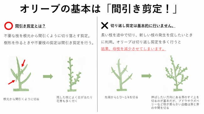 オリーブの基本は「間引き剪定！」
