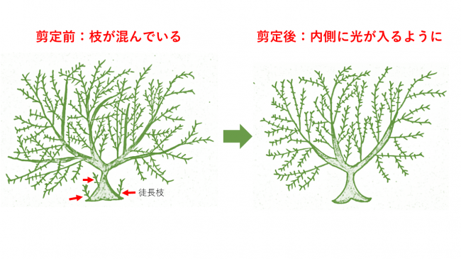 剪定後の状態を示した画像