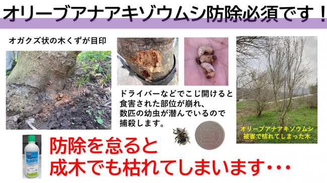 オリーブアナアキゾウムシ防除
