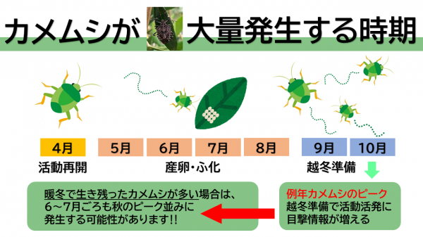 カメムシ