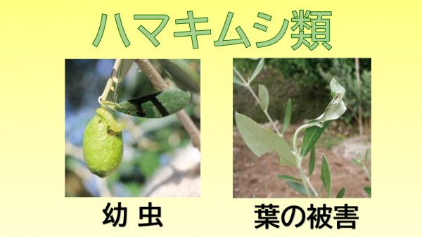 ハマキムシ