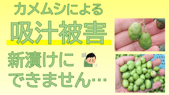 カメムシ