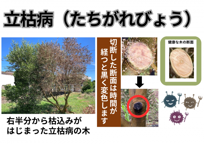 立枯病