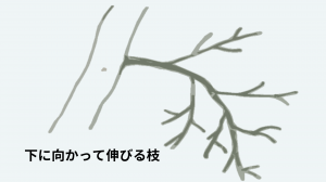 下垂枝