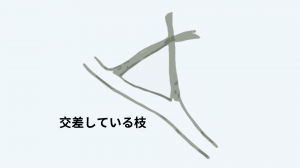 交差枝