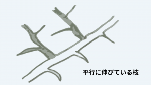平行枝