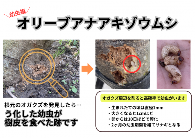 オリーブアナアキゾウムシ幼虫編