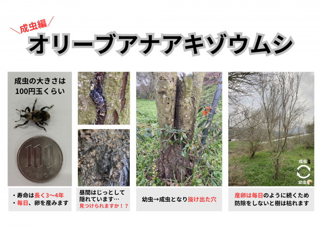 オリーブアナアキゾウムシ成虫編