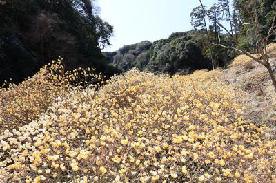 西方寺ミツマタ群生地の画像