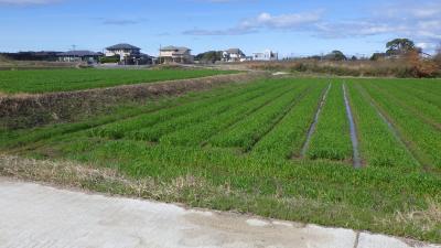 国東町田深字秋國1137番