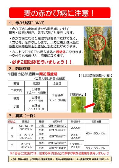 麦の赤かび病への注意喚起