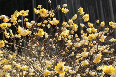 第２群生地のミツマタ（花寄りの写真）