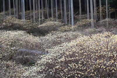 第２群生地のミツマタ（群生地引きの写真）