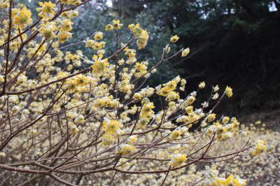 第３群生地のミツマタ（花寄りの写真）