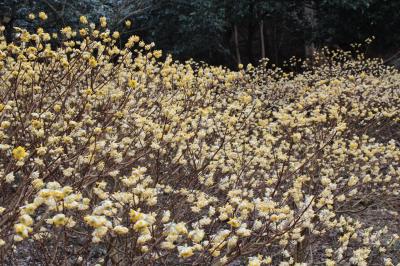 第３群生地のミツマタ（群生地引きの写真）