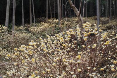 第４群生地のミツマタ（群生地引きの写真）