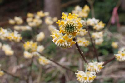 第５群生地のミツマタ（花寄りの写真）