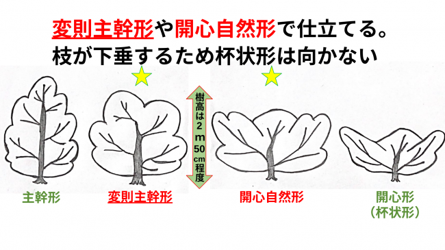 オリーブの樹高を説明した画像