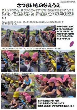さつまいもの苗植え