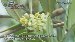 オリーブの花