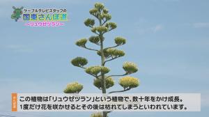 リュウゼツランの開花写真