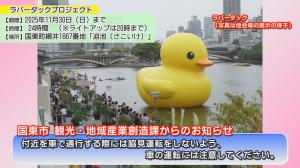 ラバーダック鑑賞の際の注意：わき見運転注意