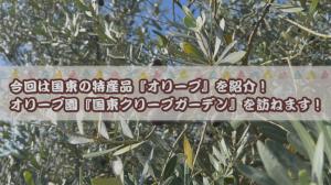 オリーブの木の画像