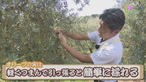 オリーブの実を摘む人