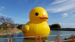 迫池に浮かぶラバーダックの写真