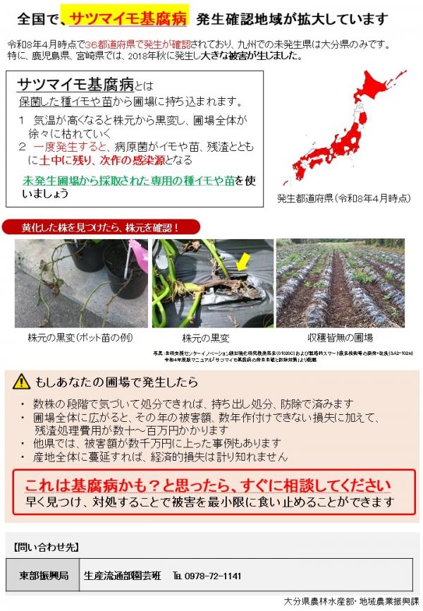 サツマイモチラシ表面