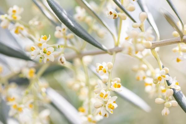 オリーブの花（国東クリーブガーデン）