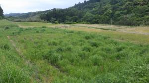 武蔵町狭間157番