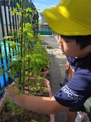 夏野菜の収穫