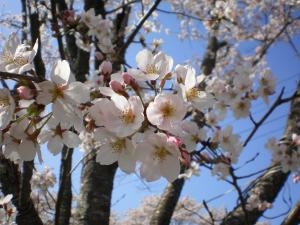 桜の写真